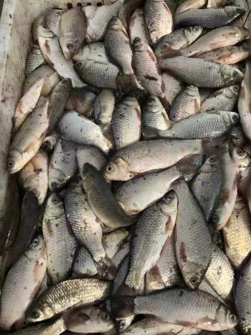 鲫鱼货源充足，各种规格齐全，活鱼现杀，保质量！