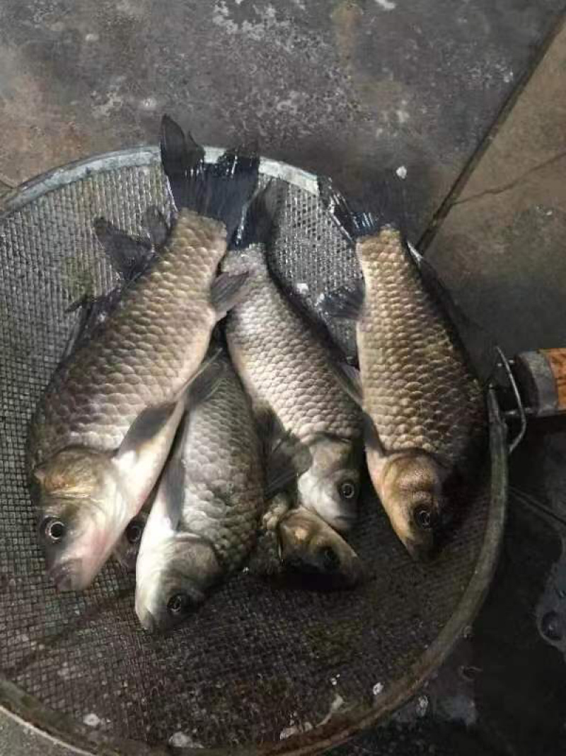 鲫鱼货源充足，各种规格齐全，活鱼现杀，保质量！