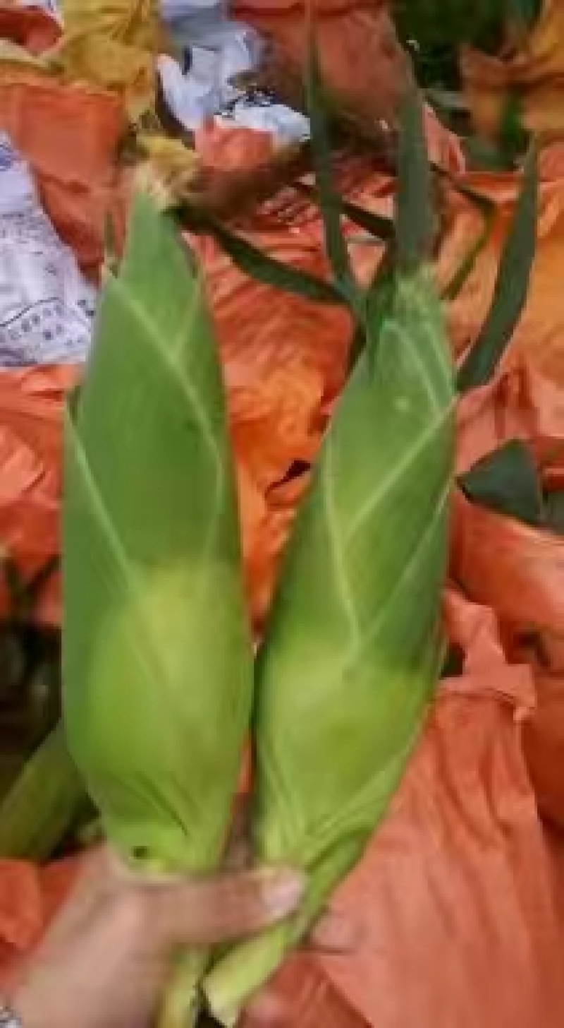 水果玉米花糯玉米白糯玉米超标货大量供应超市电商