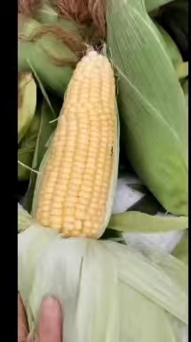 水果玉米花糯玉米白糯玉米超标货大量供应超市电商