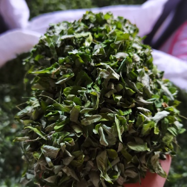 鸡骨草純叶，相思叶，一手货源，产地直销