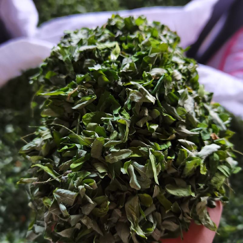 鸡骨草純叶，相思叶，一手货源，产地直销