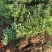 绣线菊苗圃直销30-60高度价格不高量大从优