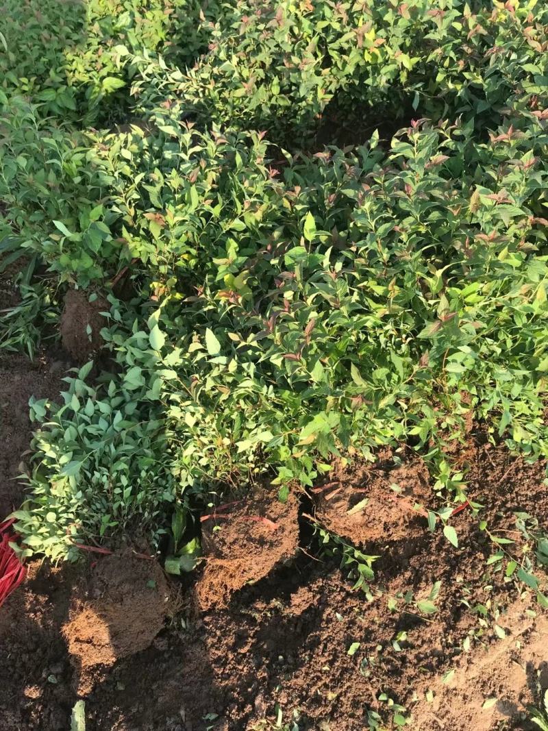 绣线菊苗圃直销30-60高度价格不高量大从优