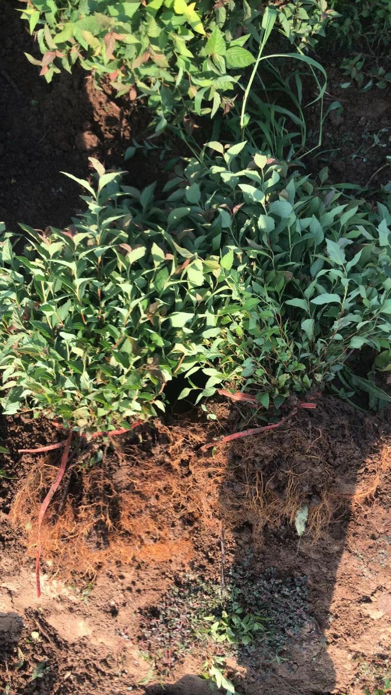 绣线菊苗圃直销30-60高度价格不高量大从优