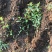 绣线菊苗圃直销30-60高度价格不高量大从优