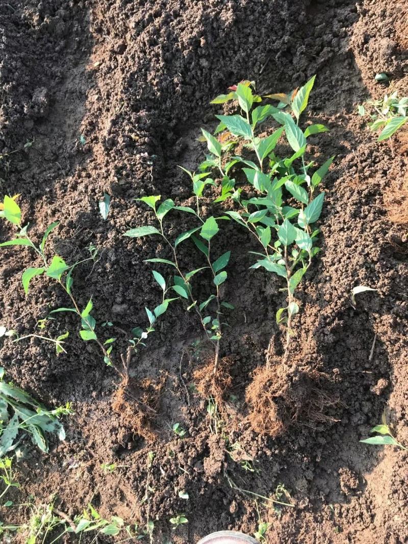 绣线菊苗圃直销30-60高度价格不高量大从优