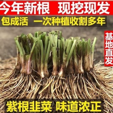 【包邮】韭菜根当季新根农田大棚盆栽基地直供