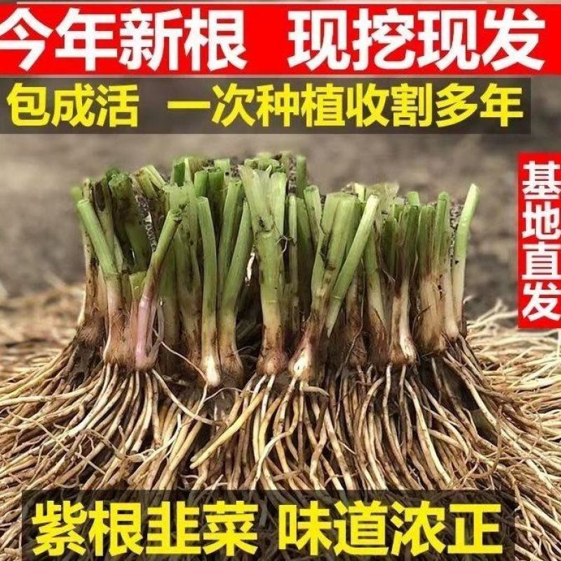 【包邮】韭菜根当季新根农田大棚盆栽基地直供