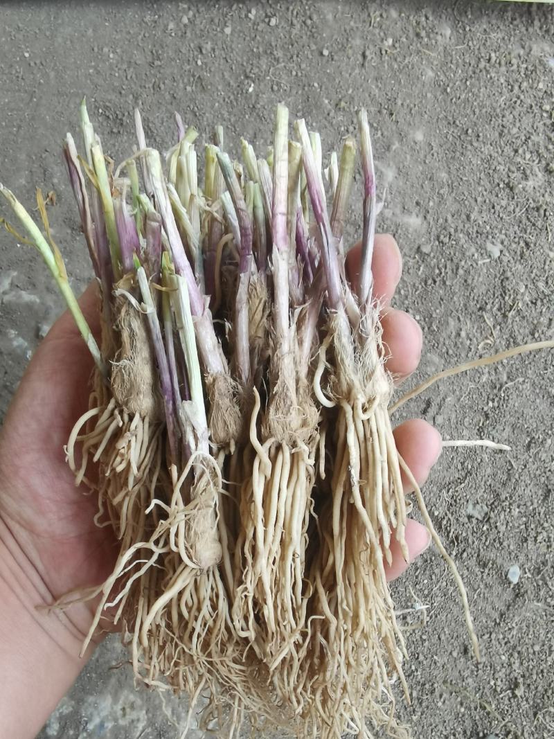 【包邮】韭菜根当季新根农田大棚盆栽基地直供