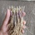 【包邮】韭菜根当季新根农田大棚盆栽基地直供