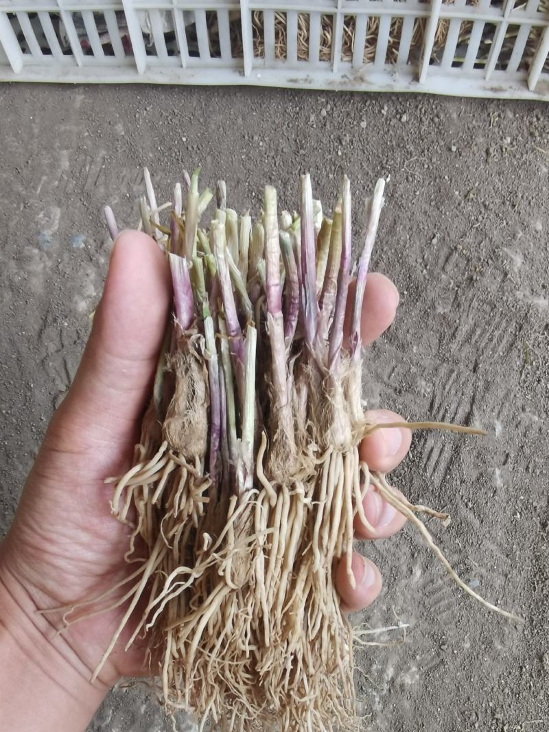 【包邮】韭菜根当季新根农田大棚盆栽基地直供