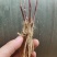 【包邮】韭菜根当季新根农田大棚盆栽基地直供