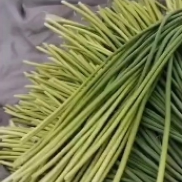 红帽蒜苔量大鲜绿色
