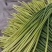 红帽蒜苔量大鲜绿色