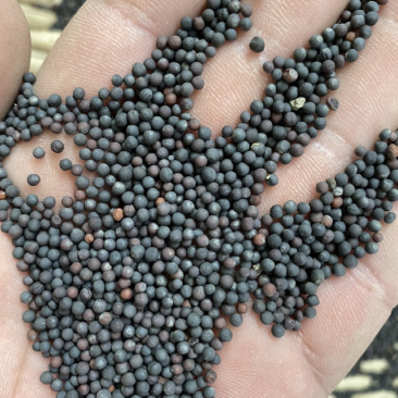 油菜籽菜籽净菜籽出油高油菜籽厂家特价批发新菜籽