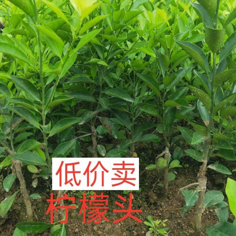 新会柑苗茶枝柑苗陈皮柑苗杯苗柠檬枮嫁接品质保证
