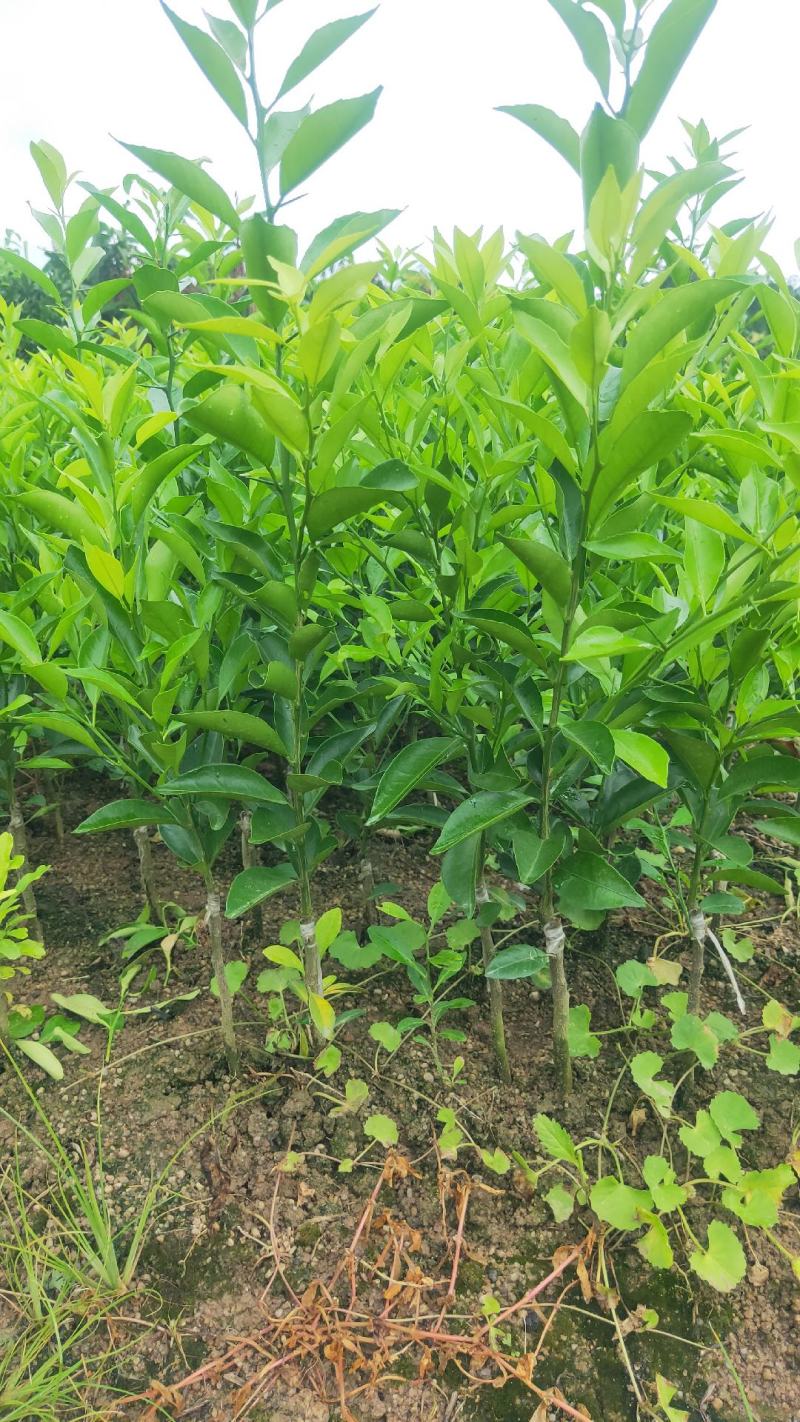 新会柑苗茶枝柑苗陈皮柑苗杯苗柠檬枮嫁接品质保证