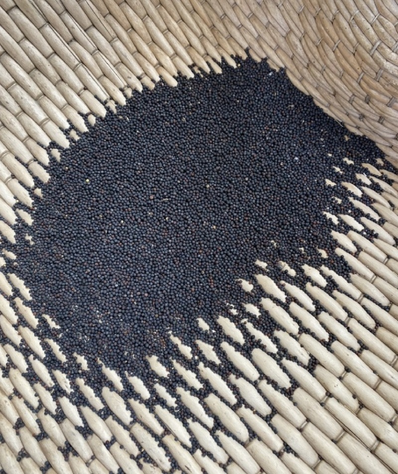 黄菜籽菜籽新菜籽菜籽厂家直销油菜籽