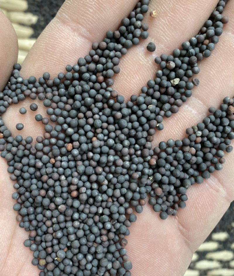黄菜籽菜籽新菜籽菜籽厂家直销油菜籽