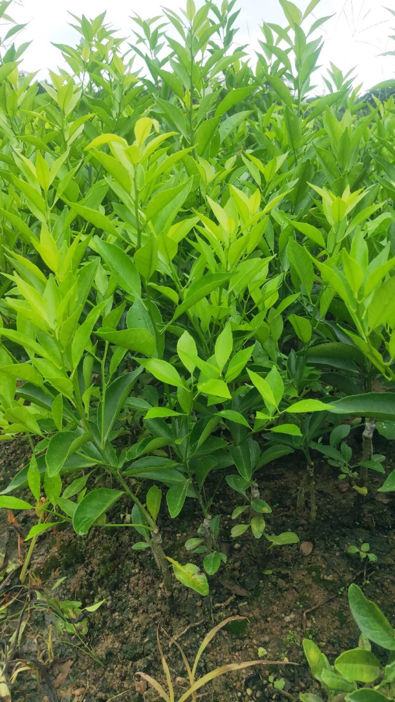 新会柑苗茶枝柑苗陈皮柑苗杯苗柠檬枮嫁接品质保证