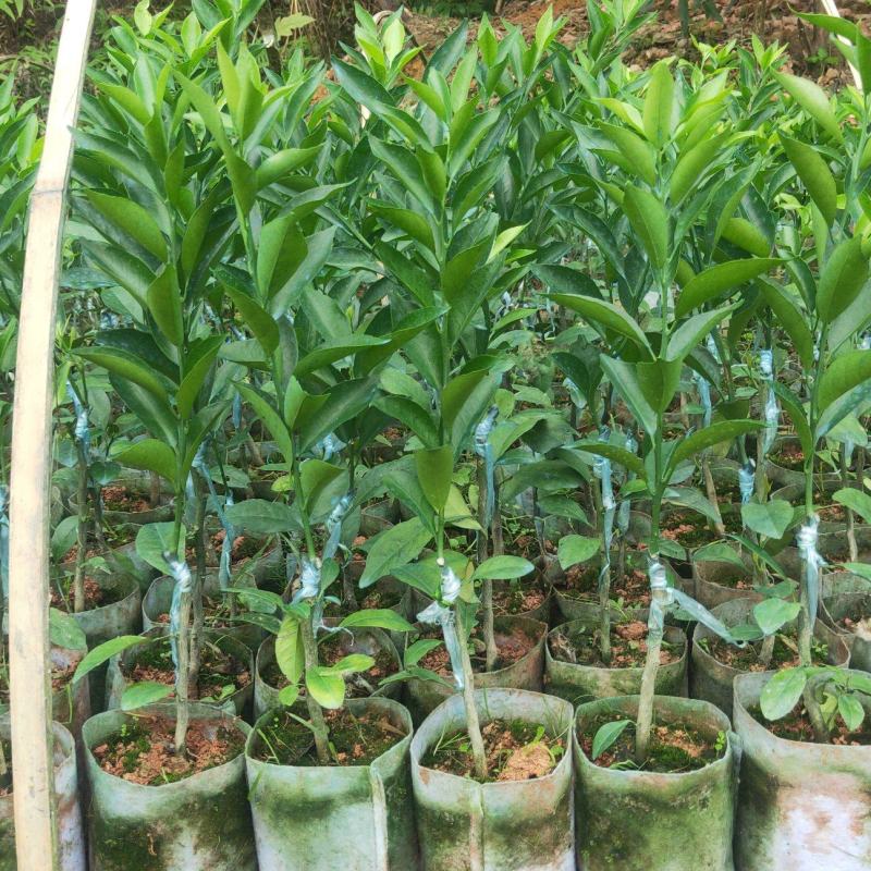 新会柑苗茶枝柑苗陈皮柑苗杯苗柠檬枮嫁接品质保证