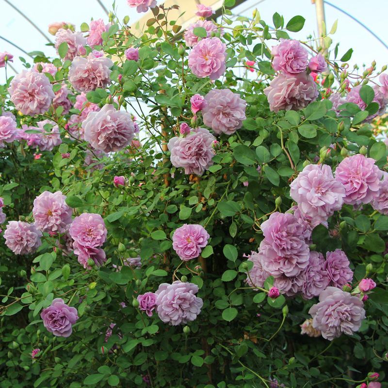 蓝色阴雨藤本月季花苗庭院爬藤植物浓香型四季开花卉蔷薇玫瑰