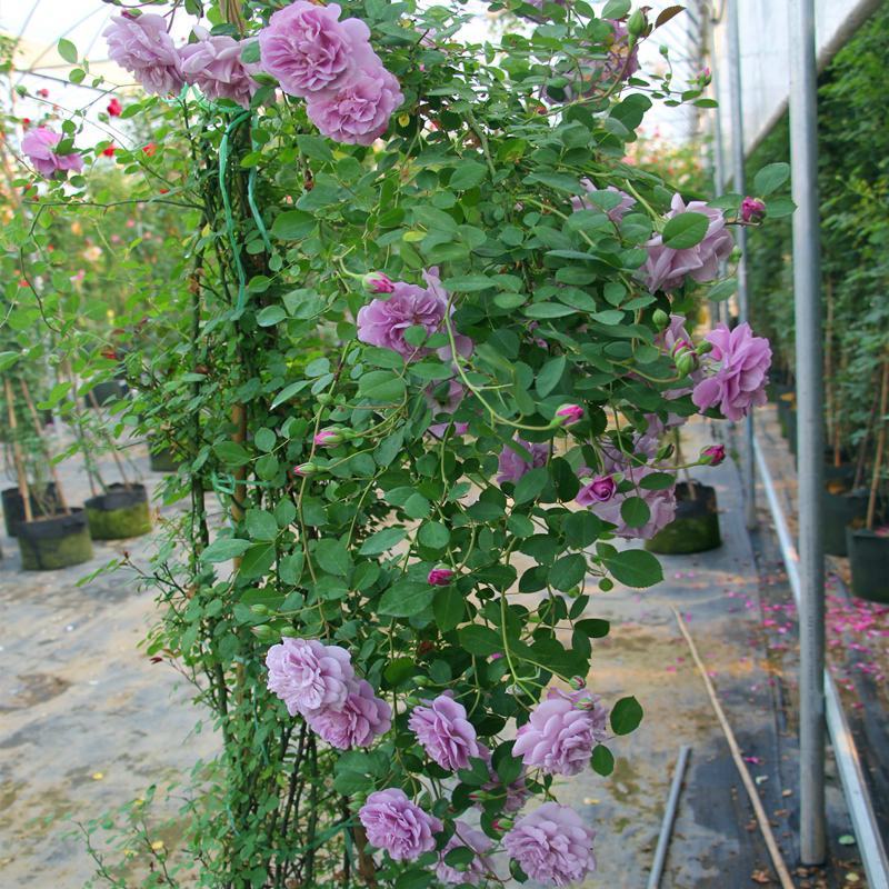 蓝色阴雨藤本月季花苗庭院爬藤植物浓香型四季开花卉蔷薇玫瑰