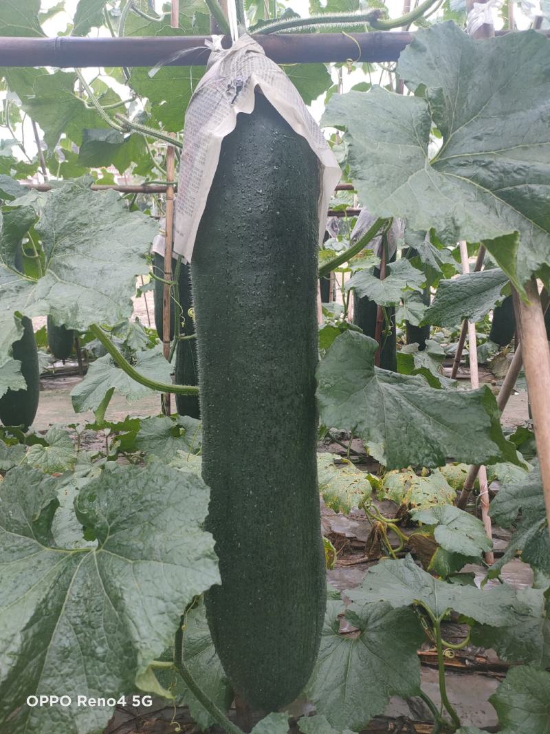 黑皮冬瓜