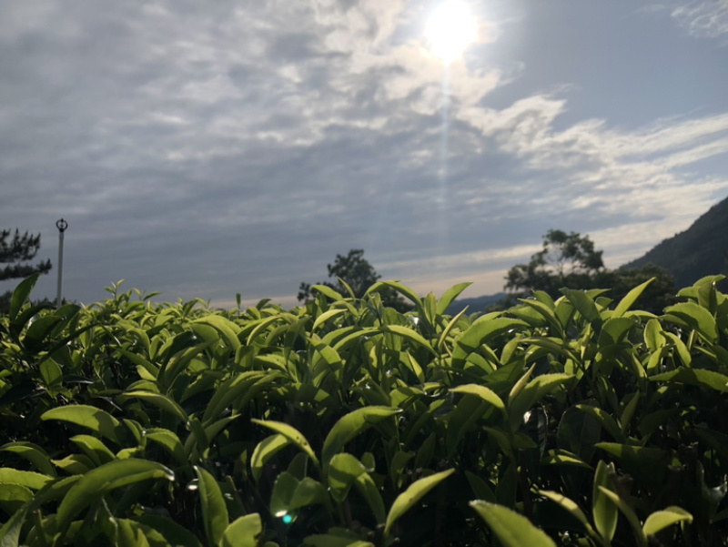 凤凰单丛茶批发，七天无理由退换货！假一赔百