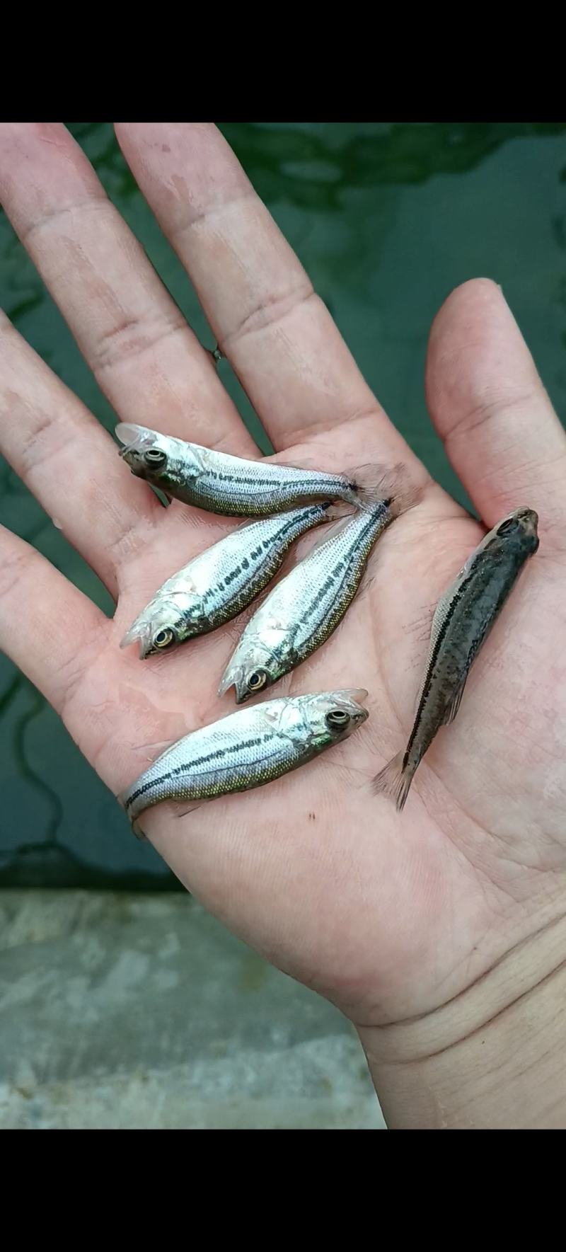 优质加州鲈鱼苗，以训化吃饲料，，，，，，