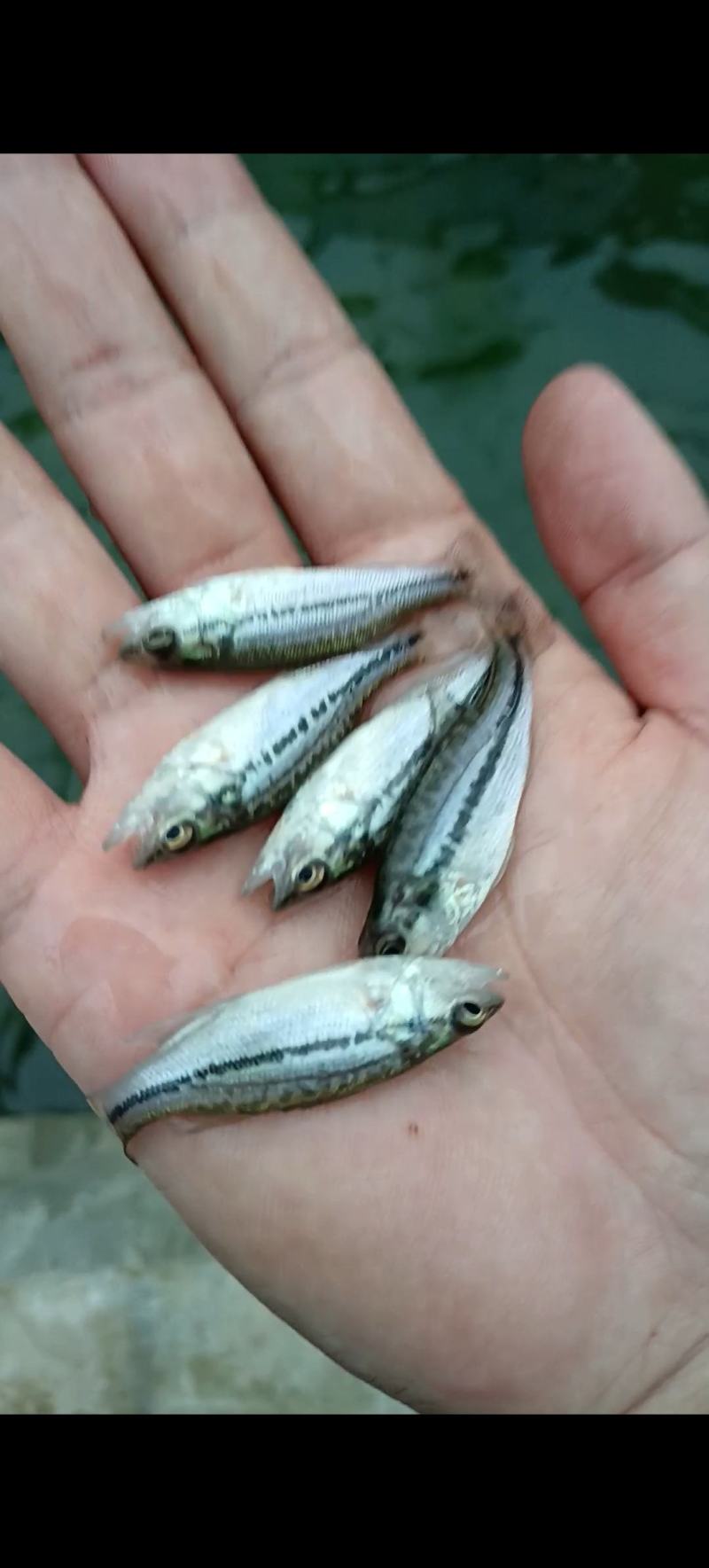 优质加州鲈鱼苗，以训化吃饲料，，，，，，