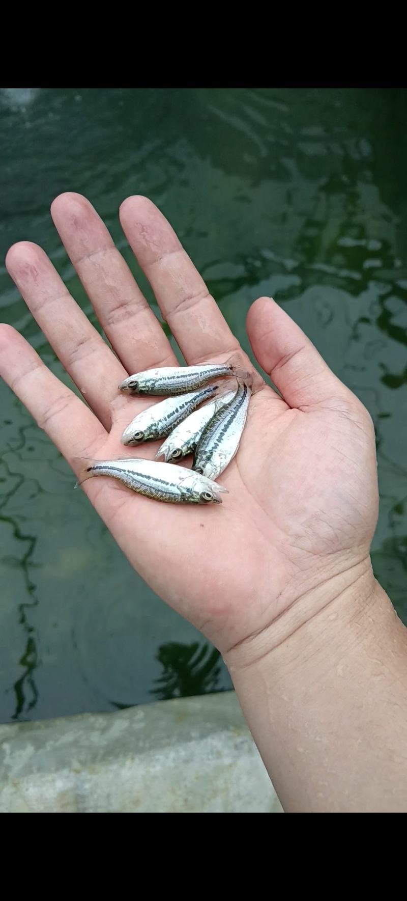 优质加州鲈鱼苗，以训化吃饲料，，，，，，