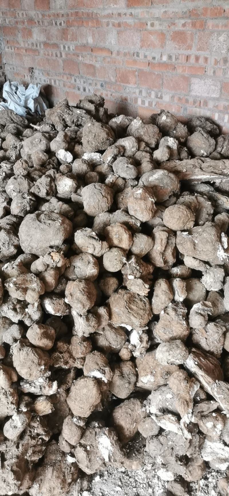 云南鲜茯苓，茯苓鲜个子，现时采挖，无破损。