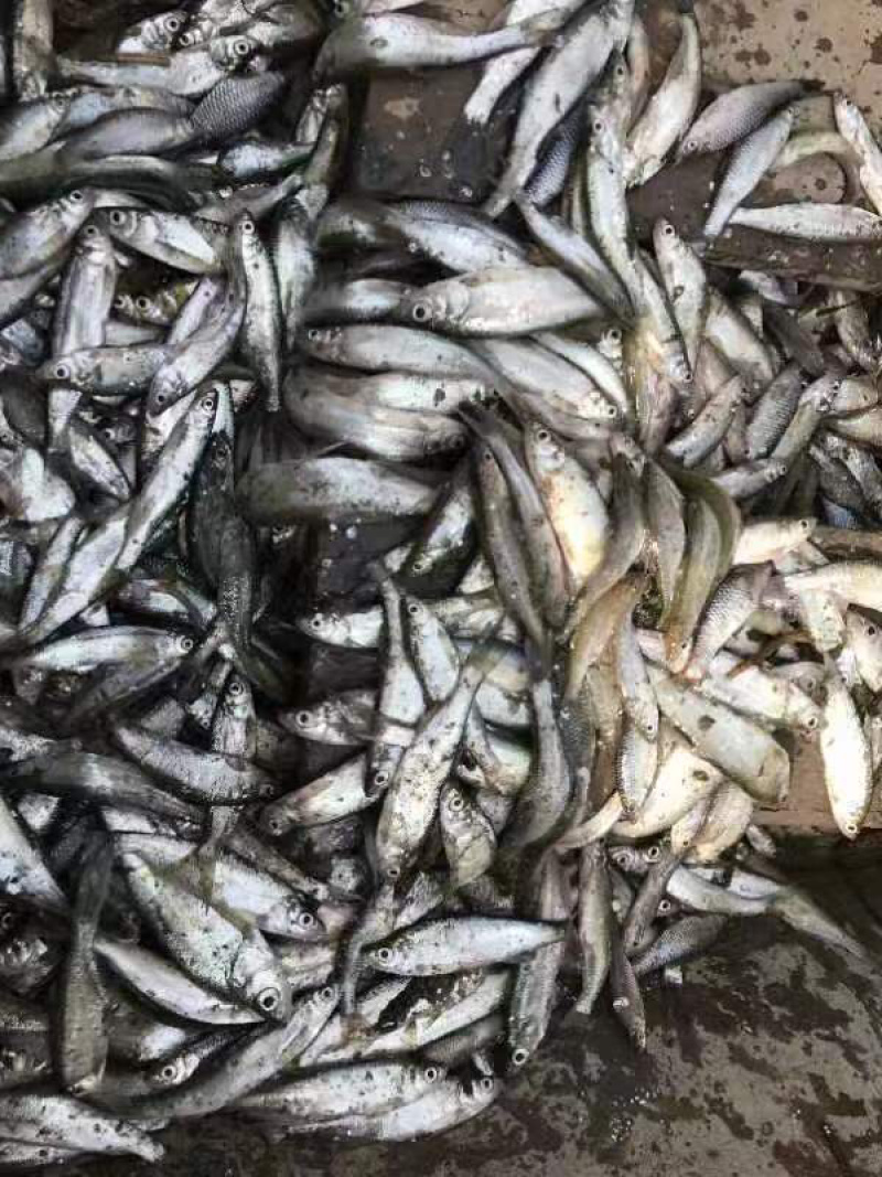 白条各种规格，保证质量，欢迎老板洽谈合作！