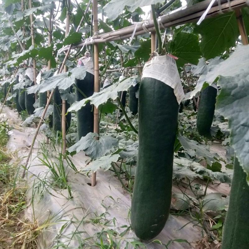 黑皮冬瓜