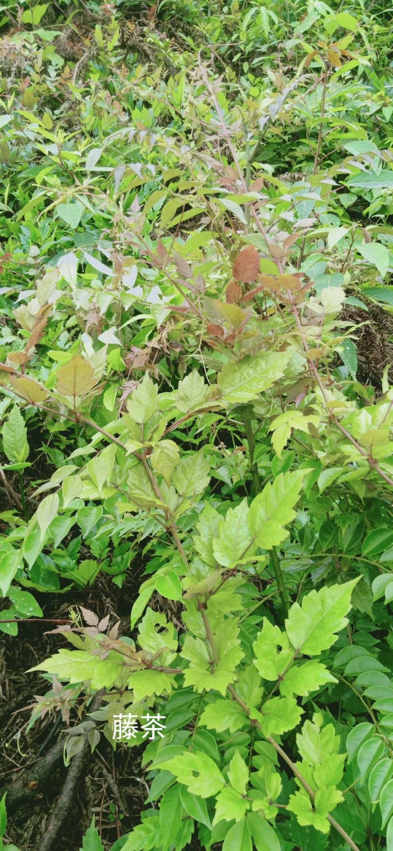 藤茶/茅岩青霜茶/青霜古藤茶/神仙茶/龙须茶：