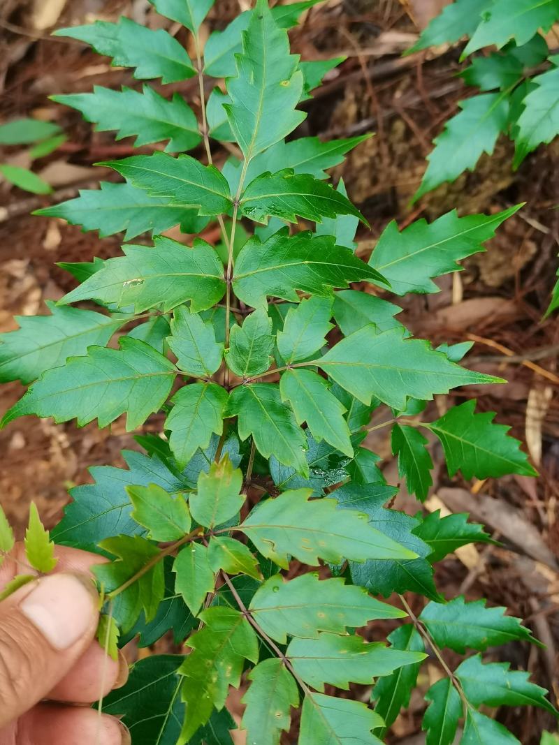 藤茶/茅岩青霜茶/青霜古藤茶/神仙茶/龙须茶：