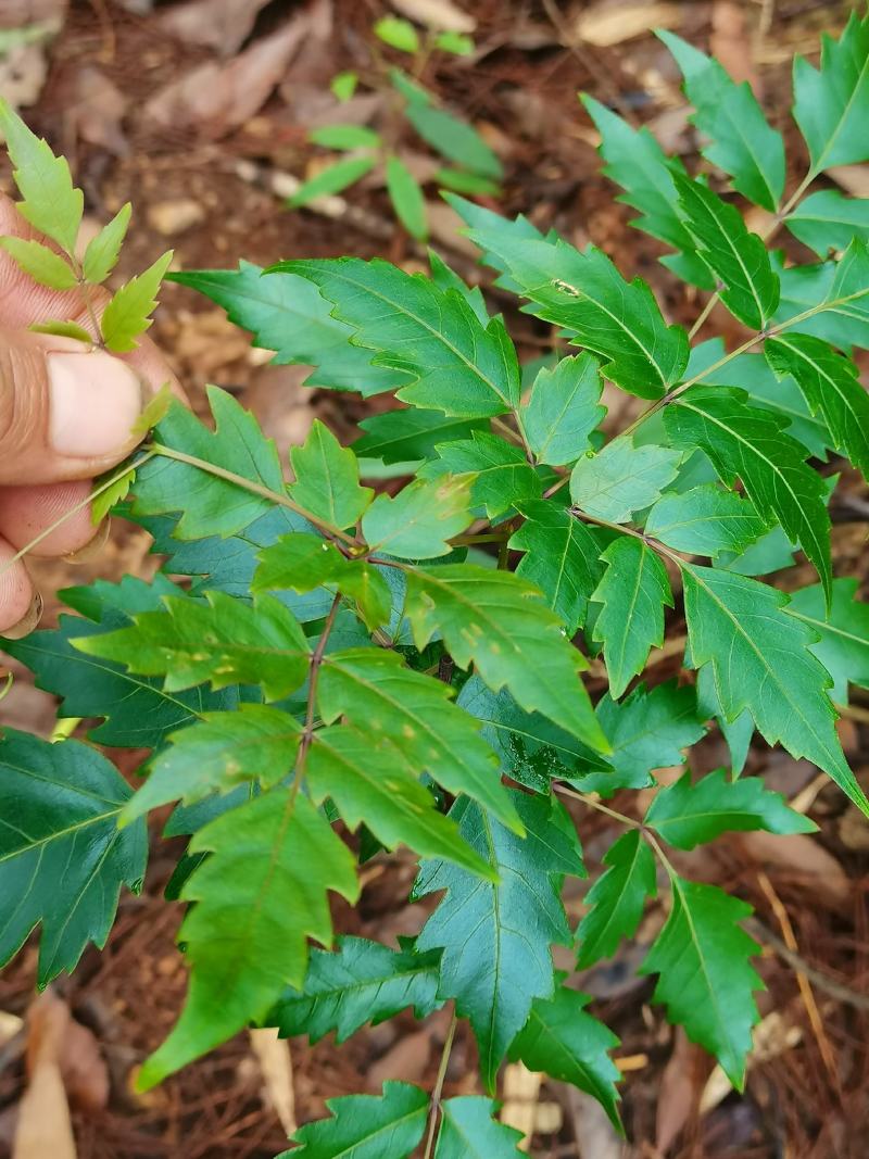 藤茶/茅岩青霜茶/青霜古藤茶/神仙茶/龙须茶：