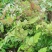 藤茶/茅岩青霜茶/青霜古藤茶/神仙茶/龙须茶：