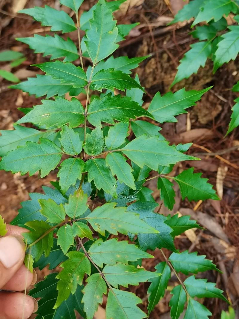 藤茶/茅岩青霜茶/青霜古藤茶/神仙茶/龙须茶：