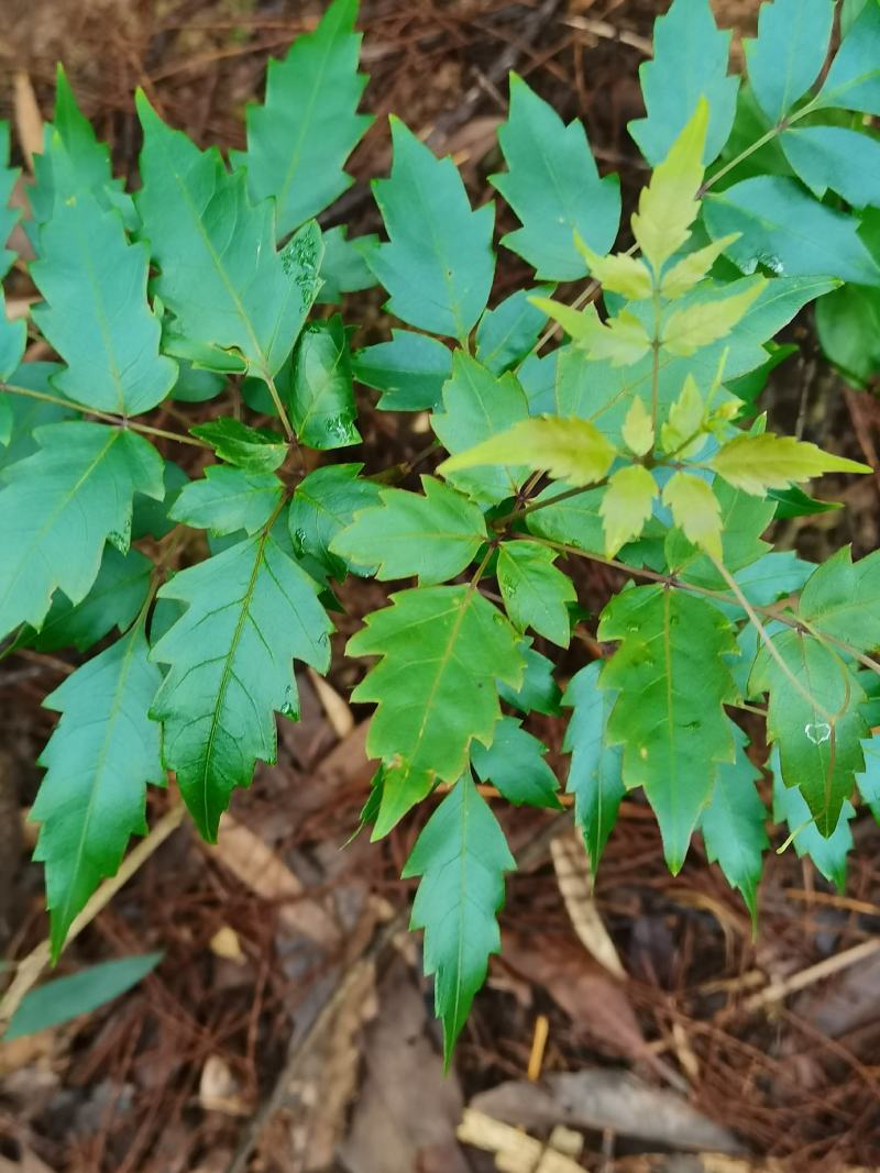 藤茶/茅岩青霜茶/青霜古藤茶/神仙茶/龙须茶：