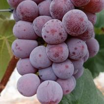 荣昌大棚紫密葡萄，可以吃出蜂蜜味道的葡萄