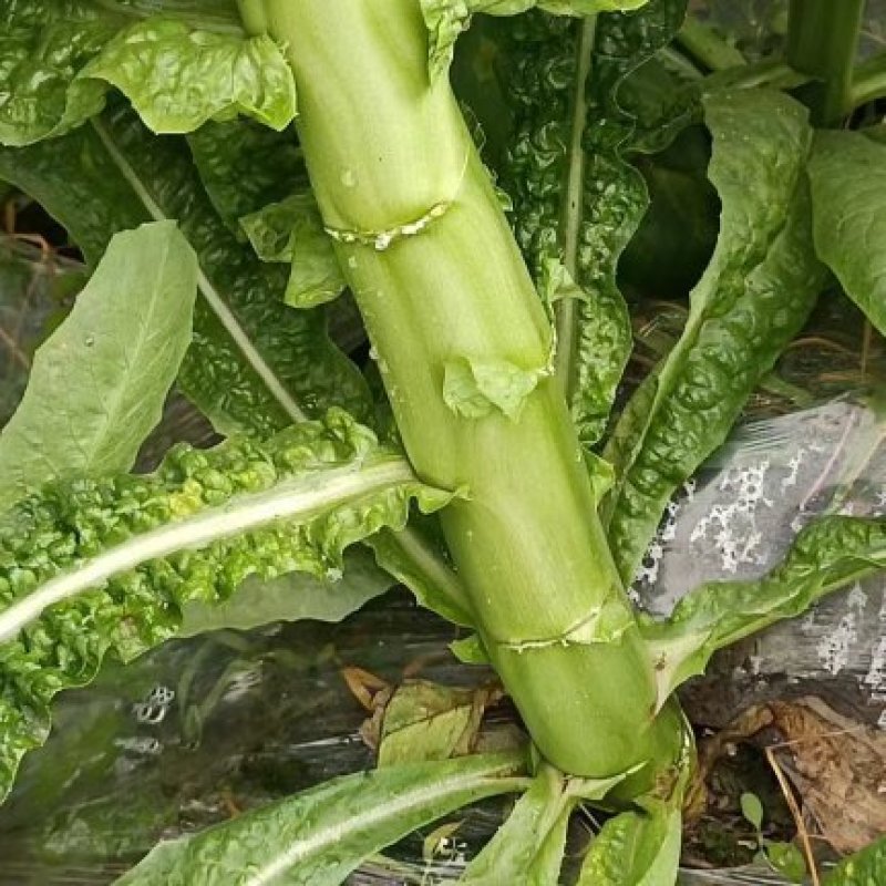 三青莴笋薄皮青肉口感好