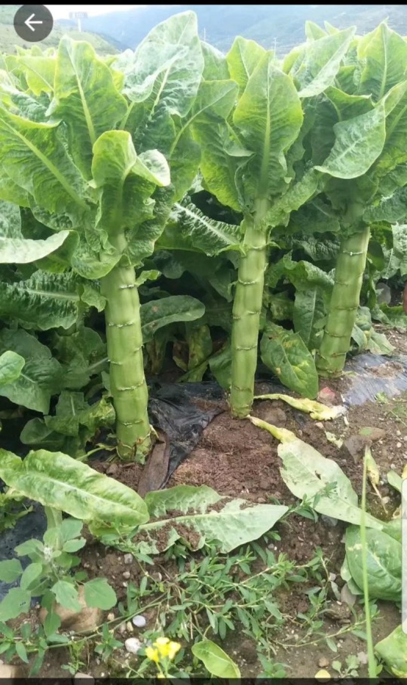 三青莴笋薄皮青肉口感好