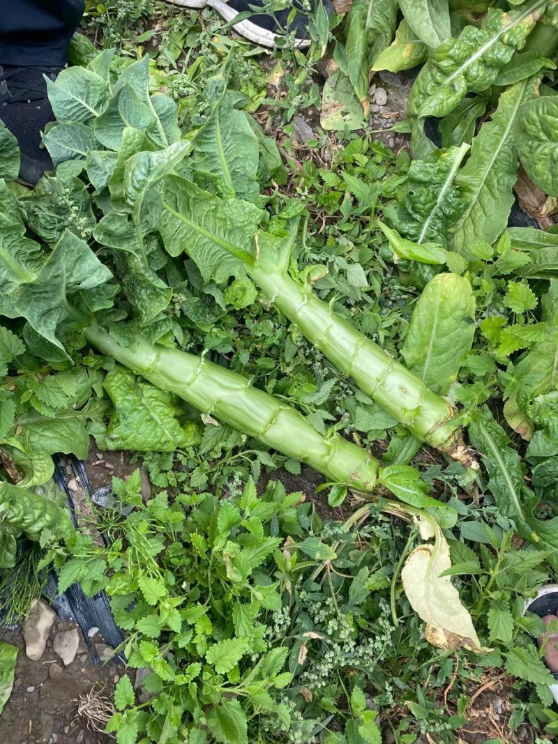 三青莴笋薄皮青肉口感好