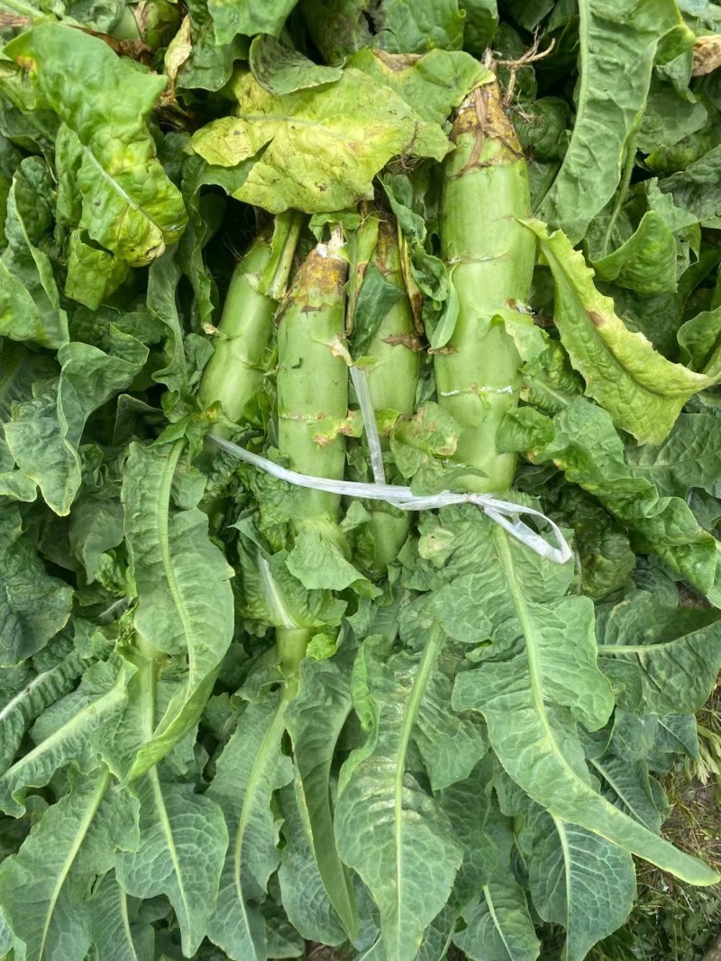 三青莴笋薄皮青肉口感好