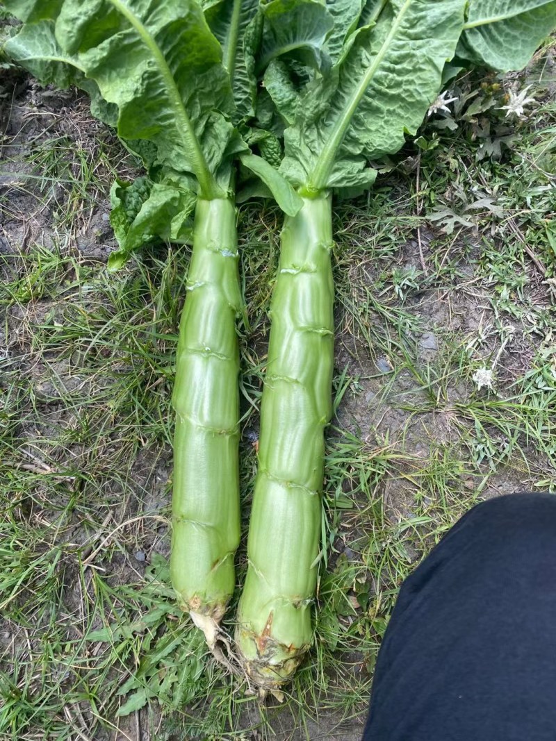 三青莴笋薄皮青肉口感好