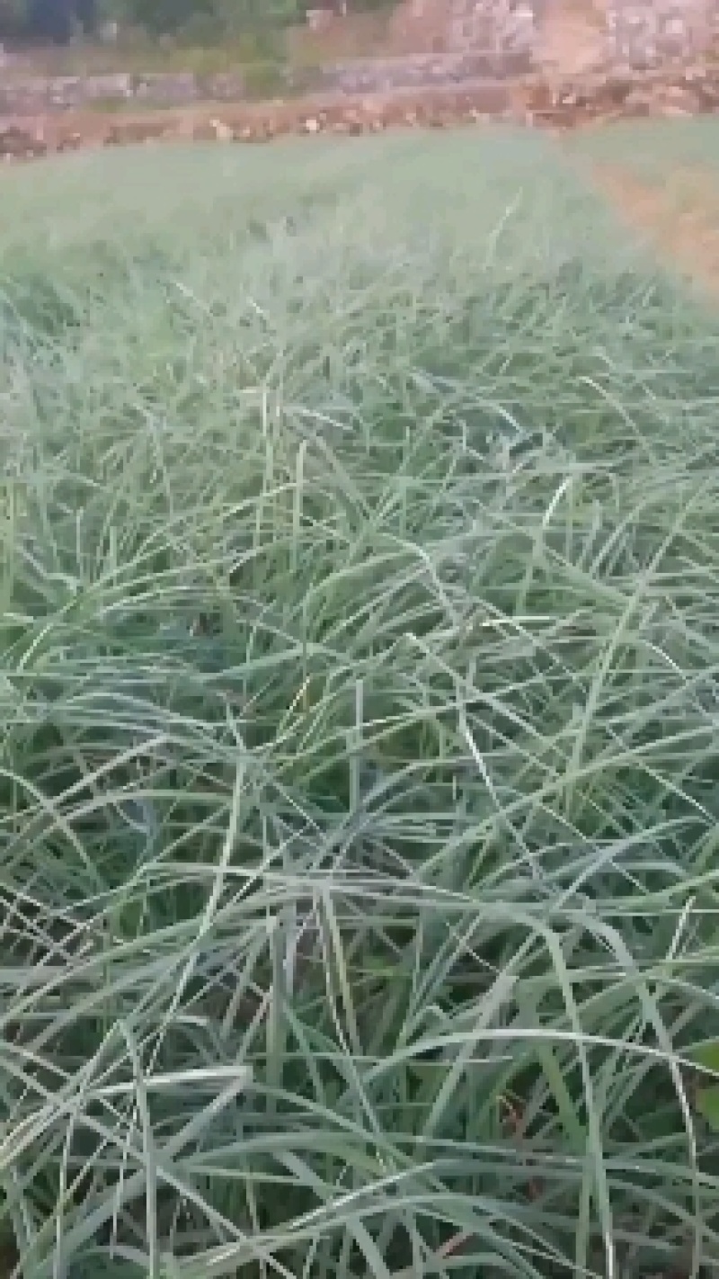 藠头