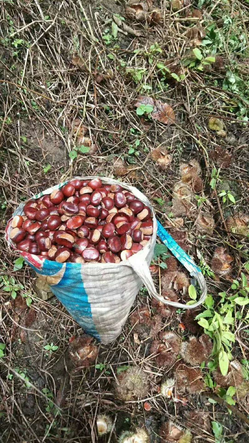 板栗板栗仁广西油栗